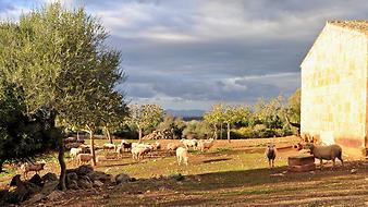 Finca Ses Cases de son Duri: Kinder und Tiere auf der Finca