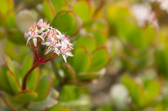 Finca Es Rafal Roig: Geldbaum