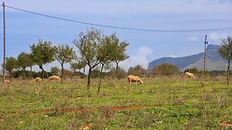 Finca Son Cifre Nou: Lage