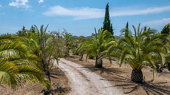 Finca Casa Ses Anyanes: die Zufahrt