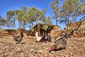 Finca Es Rafal Roig: Hühner auf der Finca