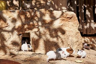 Finca Es Rafal Roig: Conejos de rata