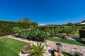 Finca Son Galileu: Weinreben