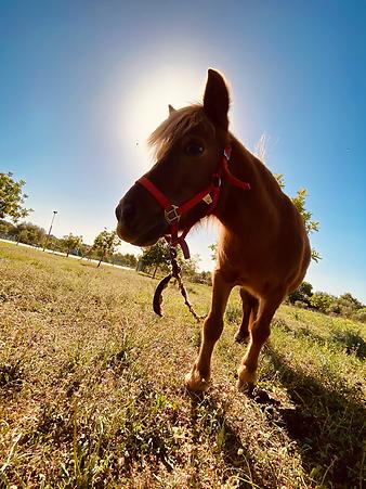 Finca Cas Padri Guillem: Tiere