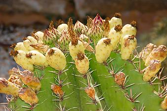 Finca Es Rafal Roig: Ferocactus herrerae